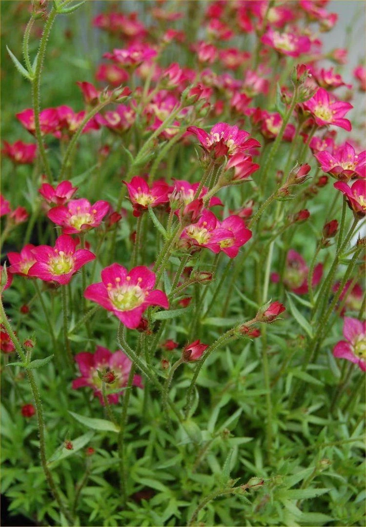 EXTRA LARGE - Saxifraga Mossy RED - Cushion Saxifrage Plants 4 EXTRA LARGE - Saxifraga Mossy RED - Cushion Saxifrage Plants - Image 4