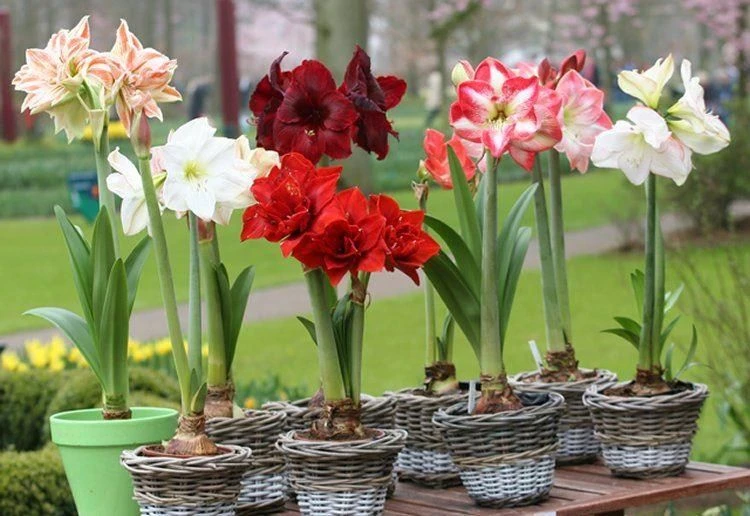 Amaryllis MEGA BAG - Pack Of SIX In Assorted Varieties - Ideal Home Decor 2 Amaryllis MEGA BAG - Pack Of SIX In Assorted Varieties - Ideal Home Decor - Image 2