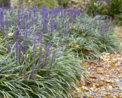 Liriope Muscari - Big Blue Lily Turf - Pack Of THREE Plants -Outlet Plant Store 1D28C82451BCBFD9F612BEBD5238BAA5