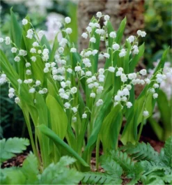 Fragrant Lily Of The Valley - Convallaria Majalis - Pack Of THREE Plants -Outlet Plant Store 1D34CDA61E92B9DEDA1B1E1551521F88