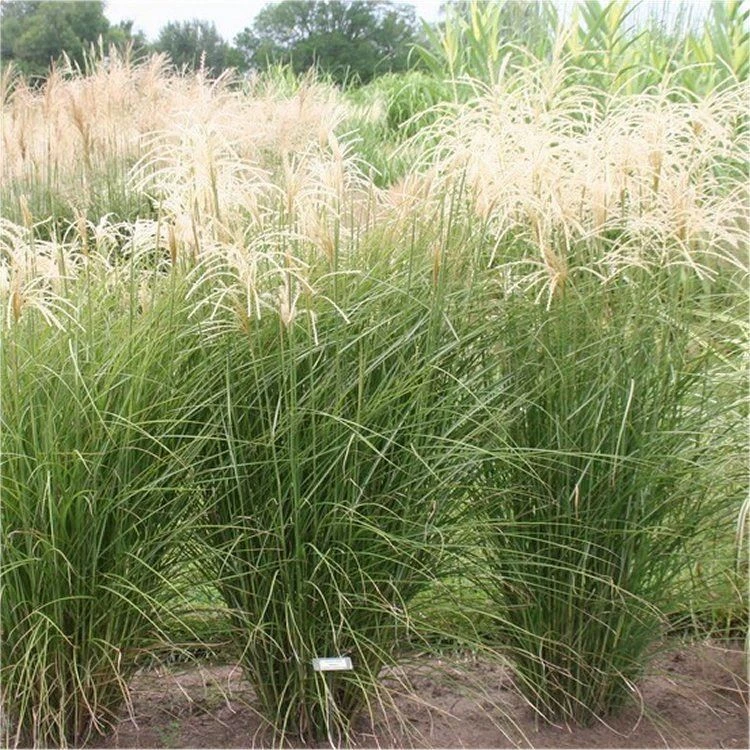 Miscanthus Sinensis Graziella - Silver Grass 1 Miscanthus Sinensis Graziella - Silver Grass