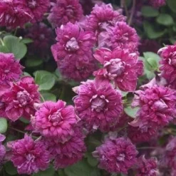 Clematis Purpurea Plena Elegans - Late Summer Flowering Clematis