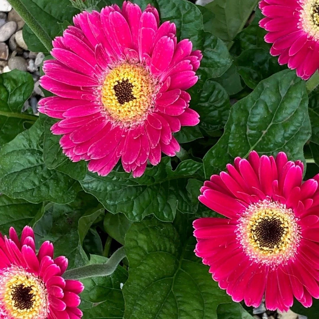 Pink Gerbera Garvinea Sweet Spice - Beautiful Hardy Gerbera With Giant Daisy Flowers 1 Pink Gerbera Garvinea Sweet Spice - Beautiful Hardy Gerbera With Giant Daisy Flowers