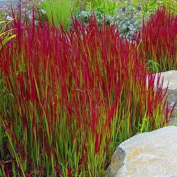 Imperata Cylindrica Red Baron - Pack Of THREE Japanese Blood Grasses 1 Imperata Cylindrica Red Baron - Pack Of THREE Japanese Blood Grasses