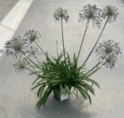 Agapanthus Fireworks - Lily Of The Nile Plants - XXXL Plants -Outlet Plant Store 1f1ba322 51a5 465f 86db 10dc0096ee16