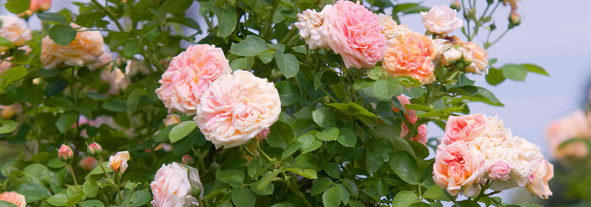 Outlet Plant Store -Outlet Plant Store 2