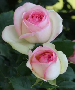 Rose Pierre De Ronsard - Climbing Rose