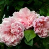 Large 6-7ft Specimen Climbing Rose - Rose Albertine - Rambling Rose