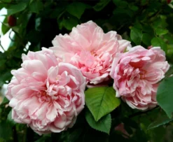 Large 6-7ft Specimen Climbing Rose - Rose Albertine - Rambling Rose