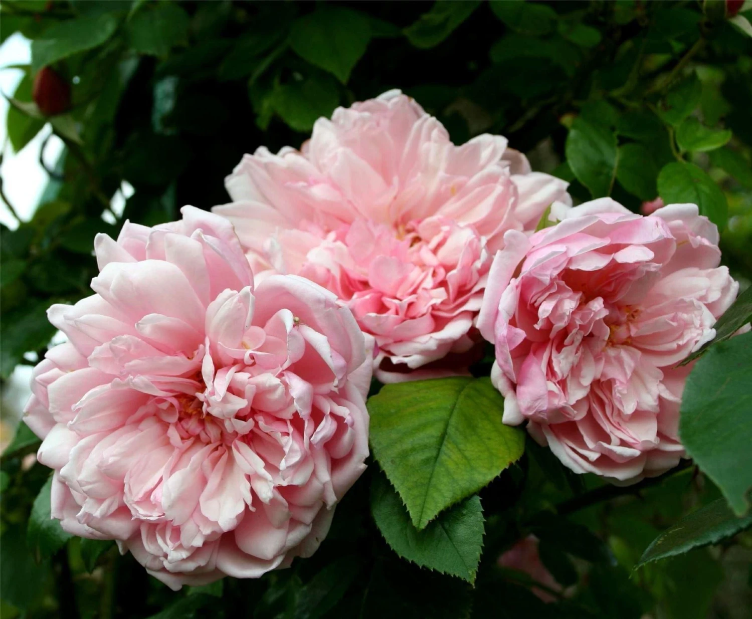 Large 6-7ft Specimen Climbing Rose - Rose Albertine - Rambling Rose 1 Large 6-7ft Specimen Climbing Rose - Rose Albertine - Rambling Rose