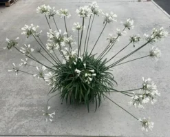 Agapanthus Mi Casa - Lily Of The Nile - XXXL Plants -Outlet Plant Store 21f91458 0d3f 4ce9 8742 61a8e11216f4