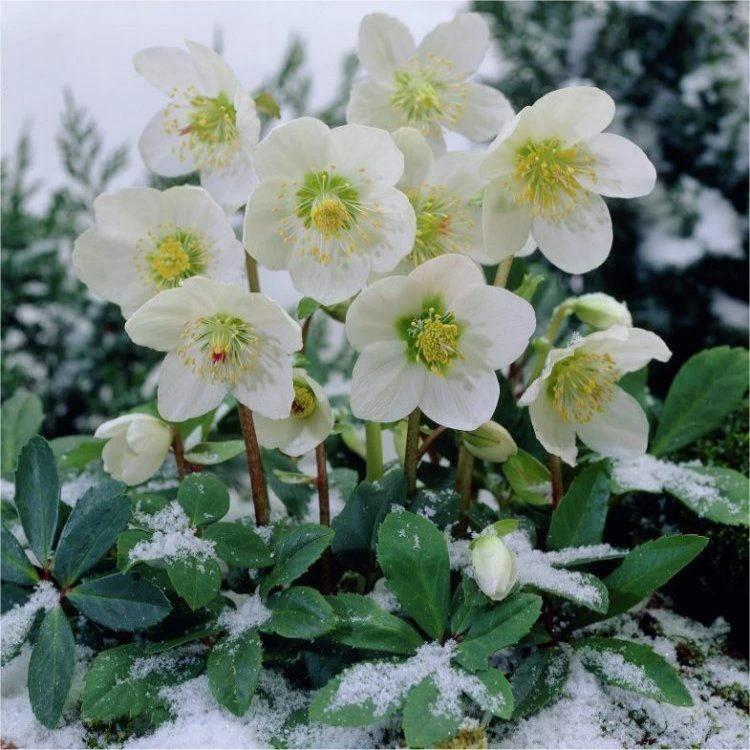 Helleborus Niger - White Hellebore In Bud - Pack Of SIX Plants 5 Helleborus Niger - White Hellebore In Bud - Pack Of SIX Plants - Image 5