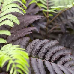 Albizia Julibrissin Summer Chocolate - Purple Silk Tree - Circa 100-120cm 11 Albizia Julibrissin Summer Chocolate - Purple Silk Tree - Circa 100-120cm -Outlet Plant Store 23F9B267CE47E582FD5DDC306CD5A2E4 2