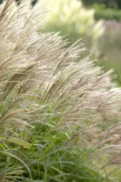 Miscanthus Herman Mussel 5 Miscanthus Herman Mussel -Outlet Plant Store 25F63A6FEDB627C009C2D7E8162E7E33