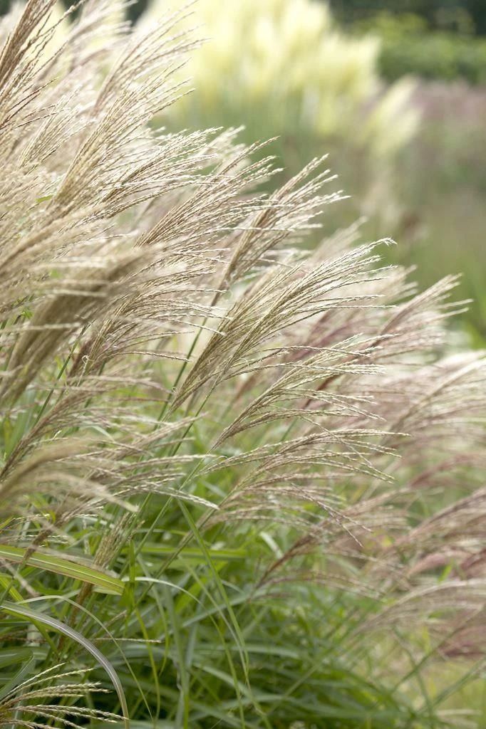 Miscanthus Herman Mussel 3 Miscanthus Herman Mussel - Image 3