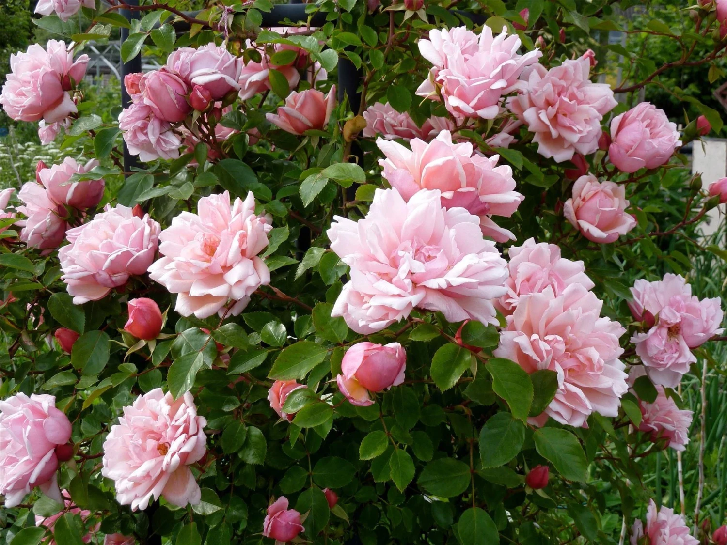 Rose Albertine - Climbing Rambling Rose 2 Rose Albertine - Climbing Rambling Rose - Image 2
