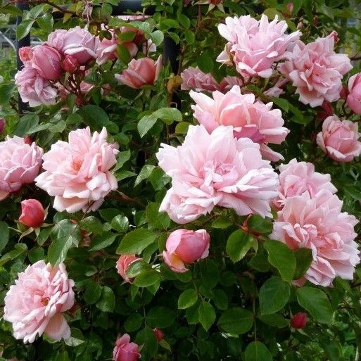 Large 6-7ft Specimen Climbing Rose - Rose Albertine - Rambling Rose 2 Large 6-7ft Specimen Climbing Rose - Rose Albertine - Rambling Rose - Image 2