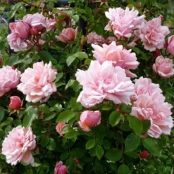 Rose Albertine - Climbing Rambling Rose 5 Rose Albertine - Climbing Rambling Rose -Outlet Plant Store 265d001c12ea5bcbeb83972b470f0e56 1 1