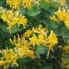 Lonicera X Tellmanniana - Honeysuckle