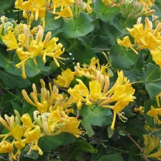 Honeysuckle - Large 6-7ft Specimen Plant - Large Lonicera X Tellmanniana - Honeysuckle 1 Honeysuckle - Large 6-7ft Specimen Plant - Large Lonicera X Tellmanniana - Honeysuckle