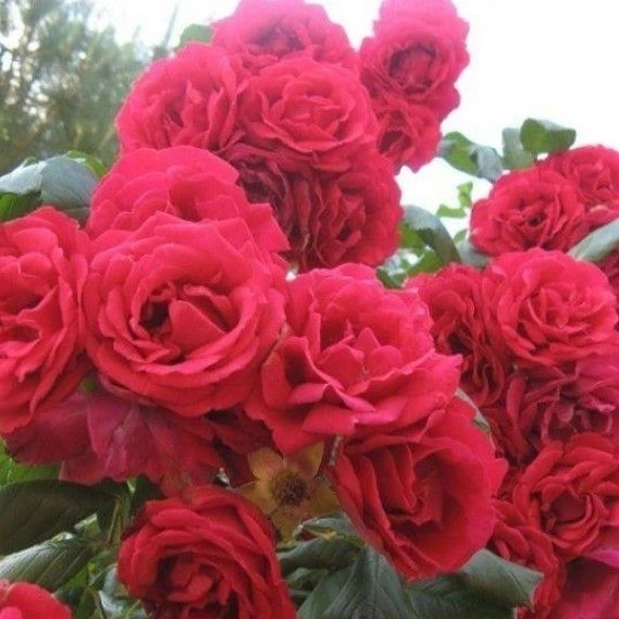 Climbing Rose Ascending 'Crazy In Love' RED 2 Climbing Rose Ascending 'Crazy In Love' RED - Image 2