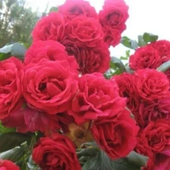 Large 6ft Specimen Climbing Rose - Rose Pauls Scarlet -Outlet Plant Store 278c57dde019d51783e3861fd8433d86 1 1