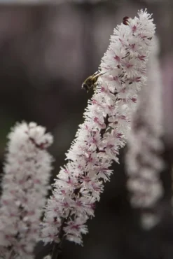 Actaea Simplex 'Brunette' (Cimicifuga Ramose Brunette Bugbane)