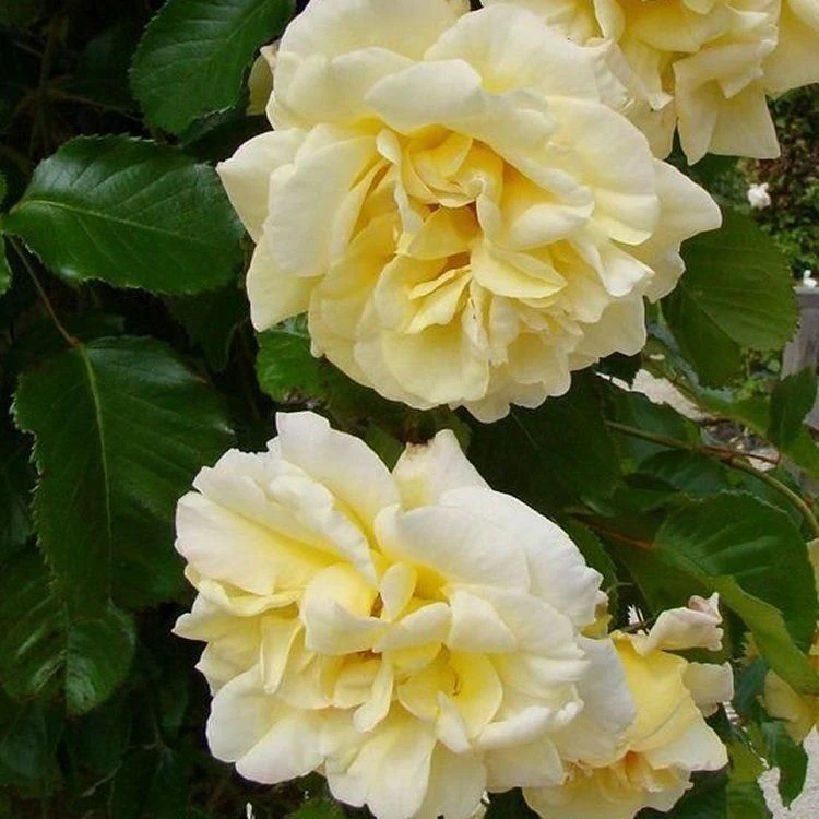 Rose Emily Gray - Rambling Rose 1 Rose Emily Gray - Rambling Rose