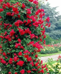 Large 6ft Specimen Climbing Rose - Rose Pauls Scarlet