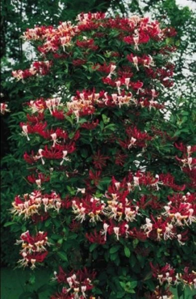 Honeysuckle - Large 6-7ft Specimen Plant - Lonicera Periclymenum Serotina - Honeysuckle 2 Honeysuckle - Large 6-7ft Specimen Plant - Lonicera Periclymenum Serotina - Honeysuckle - Image 2