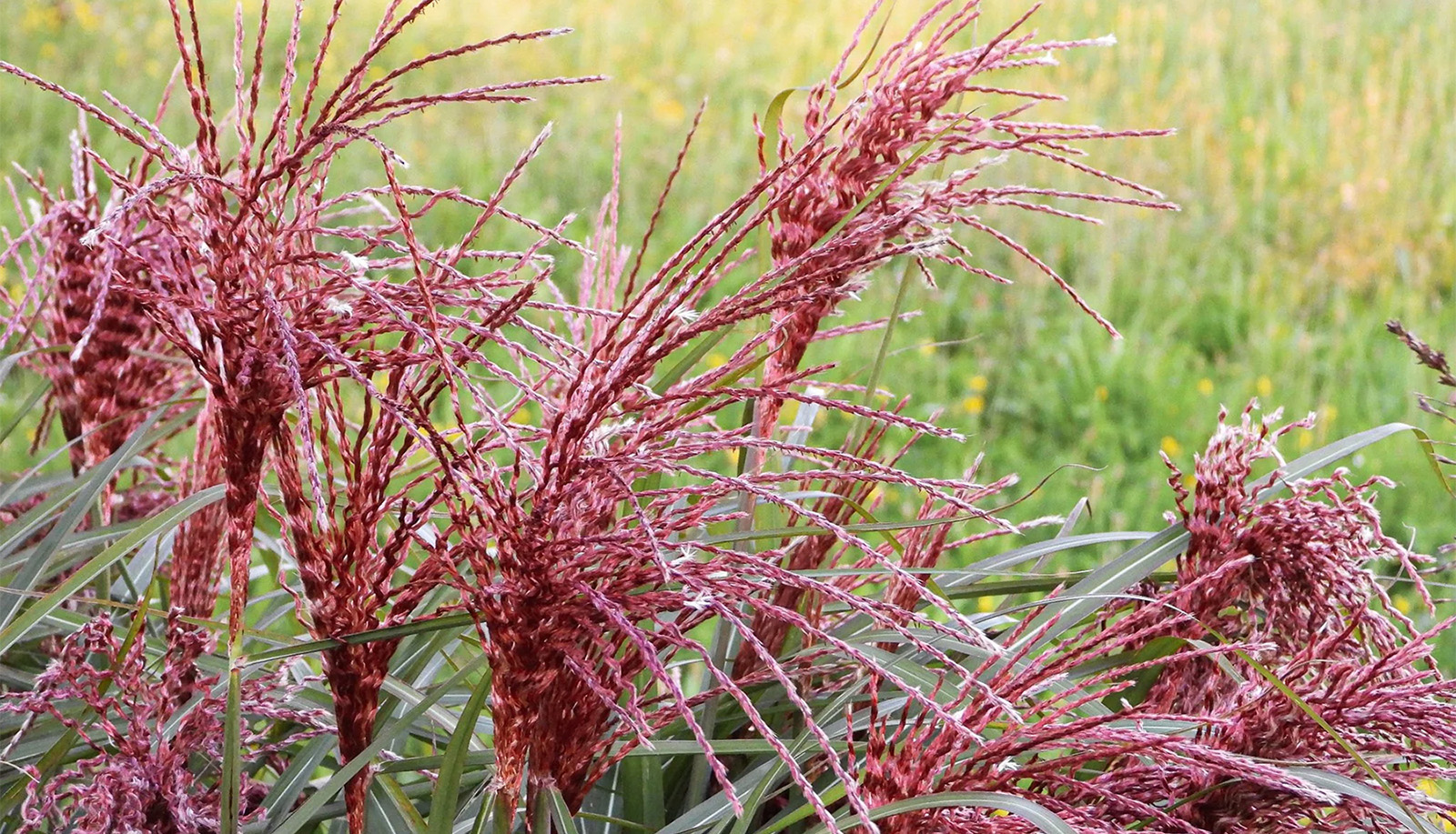 Outlet Plant Store -Outlet Plant Store 3