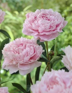 Paeonia Sarah Bernhardt - Peony Sarah Bernhart -Outlet Plant Store 304C757A79AA033A640EC993F3C1DD6F