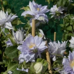 Clematis Dancing King - Late Spring Flowering Clematis -Outlet Plant Store 3053E755C24E8F83294684B8B2D2BBB9