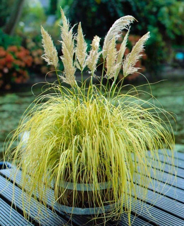 Cortaderia Gold Mini Pampas - Dwarf Golden Pampas Grass 2 Cortaderia Gold Mini Pampas - Dwarf Golden Pampas Grass - Image 2