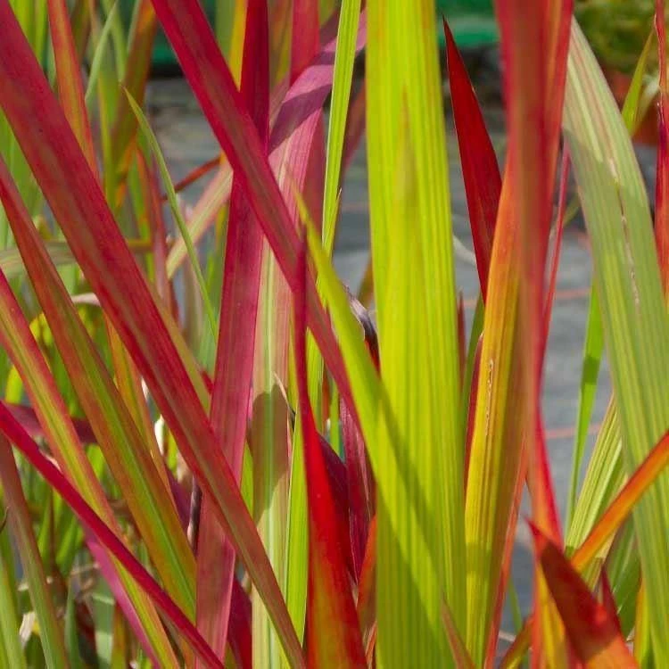 Imperata Cylindrica Red Baron - Pack Of THREE Japanese Blood Grasses 4 Imperata Cylindrica Red Baron - Pack Of THREE Japanese Blood Grasses - Image 4