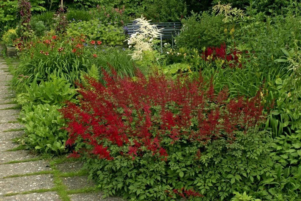 Astilbe Fanal - False Goats Beard 1 Astilbe Fanal - False Goats Beard