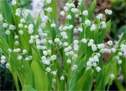Fragrant Lily Of The Valley - Convallaria Majalis - Pack Of THREE Plants