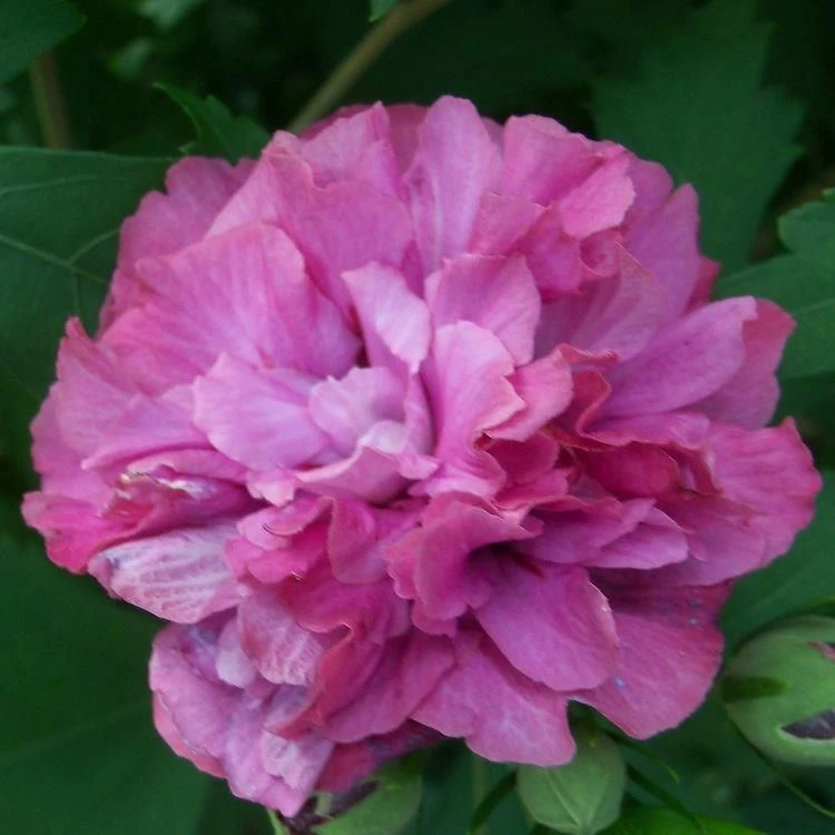 Double Rose Of Sharon Tree - Hibiscus Duc De Brabant 3 Double Rose Of Sharon Tree - Hibiscus Duc De Brabant - Image 3