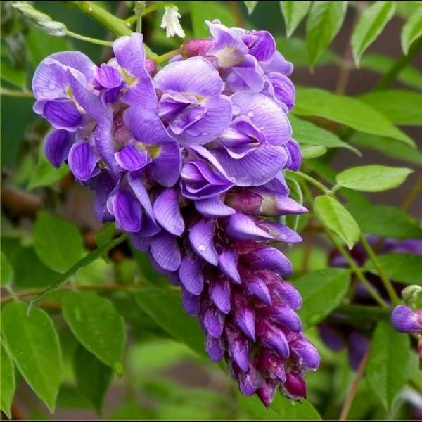 Wisteria Frutescens ''Amethyst Falls'' - Dwarf Wisteria Trained On A Trellis 1 Wisteria Frutescens ''Amethyst Falls'' - Dwarf Wisteria Trained On A Trellis