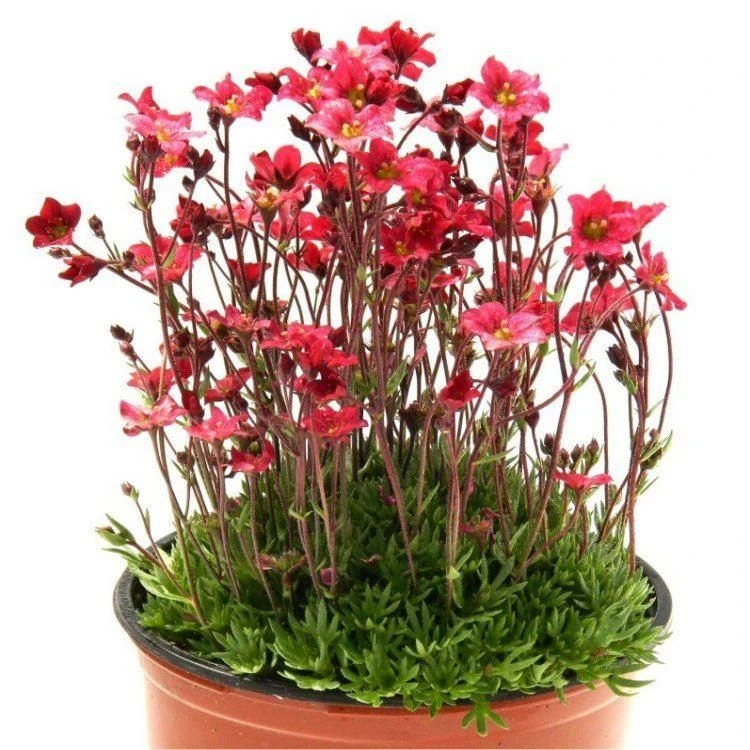 EXTRA LARGE - Saxifraga Mossy RED - Cushion Saxifrage Plants 3 EXTRA LARGE - Saxifraga Mossy RED - Cushion Saxifrage Plants - Image 3