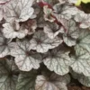 Heuchera 'Silver Scrolls'