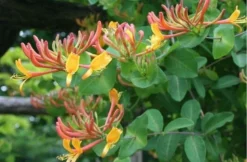 Lonicera Caprifolium - Perfoliate Honeysuckle -Outlet Plant Store 387307FFD4F0F946BC7F8FB3276AE294