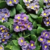 Primrose Blue Zebra - Zebra Blue Primula - Pack Of SIX Plants