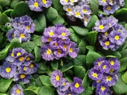 Primrose Blue Zebra - Zebra Blue Primula - Pack Of SIX Plants