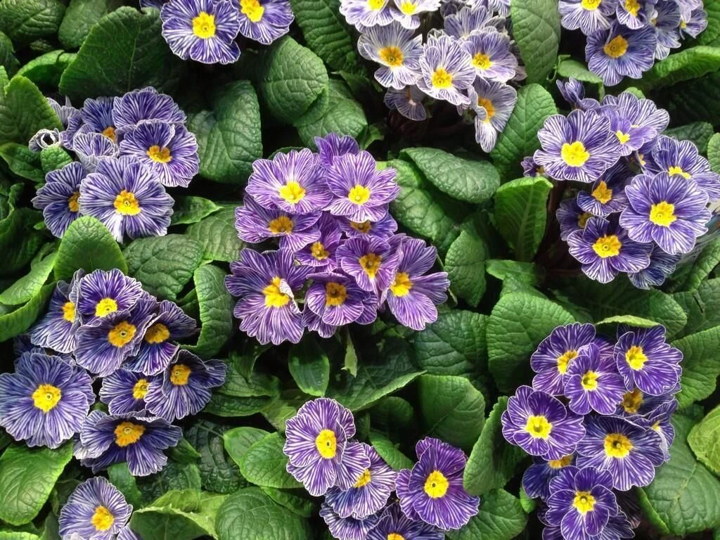 Primrose Blue Zebra - Zebra Blue Primula - Pack Of SIX Plants 1 Primrose Blue Zebra - Zebra Blue Primula - Pack Of SIX Plants