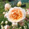 Rose Ginger Syllabub - Climbing Rose