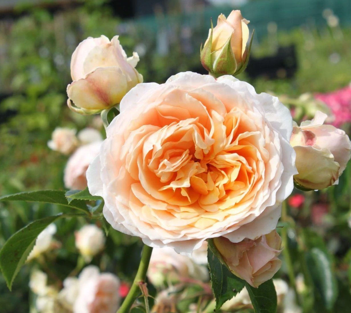 Rose Ginger Syllabub - Climbing Rose 1 Rose Ginger Syllabub - Climbing Rose