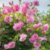 Rose Madame Gregoire Staechelin - Climbing Rose