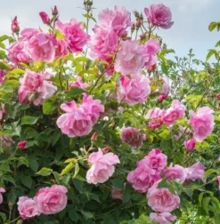 Rose Madame Gregoire Staechelin - Climbing Rose