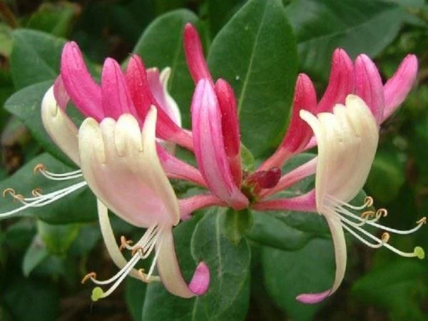 Large 6-7ft Specimen Climber - Lonicera Japonica Red World - Japanese Honeysuckle - LARGE 2 Large 6-7ft Specimen Climber - Lonicera Japonica Red World - Japanese Honeysuckle - LARGE - Image 2